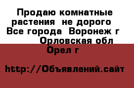 Продаю комнатные растения  не дорого - Все города, Воронеж г.  »    . Орловская обл.,Орел г.